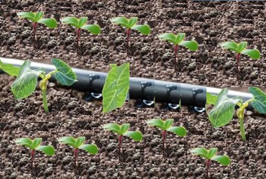 تدوین سند بهره‌وری آب در بخش کشاورزی چهارمحال و بختیاری