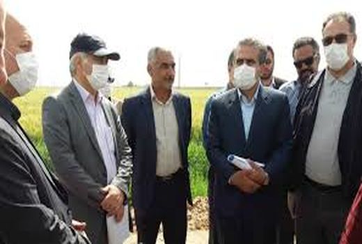 پیش‌بینی خرید بیش از ۱۰.۵ میلیون تن از گندم مازاد بر نیاز کشاورزان در مراکز دولتی