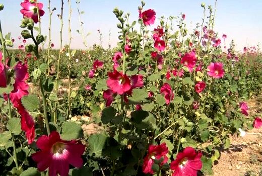 اختصاص ۵۰۰ هکتار از اراضی به کشت گیاهان دارویی