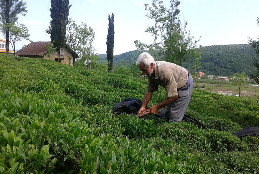 متوسط سن کشاورزان جهان: 60 سال