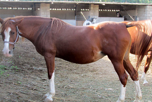 تاسیس نخستین تعاونی اسبداران در استان خوزستان