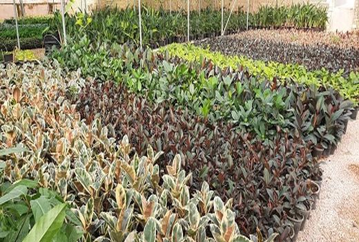 صادرات گیاهان آپارتمانی از مرودشت به بحرین