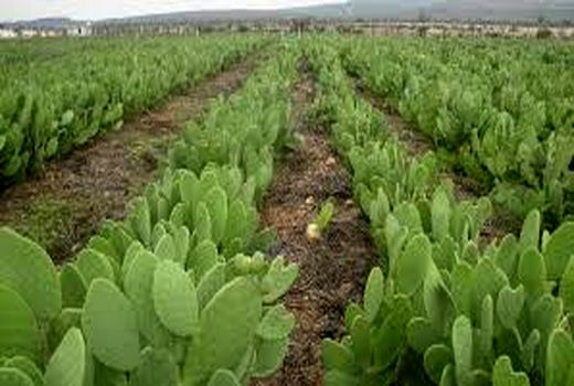 توسعه محصولات علوفه‌ای کم آب‌بر در استان بوشهر 