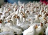 رتبه دوم استانی شهرستان مشکین شهر در صنعت طیور 