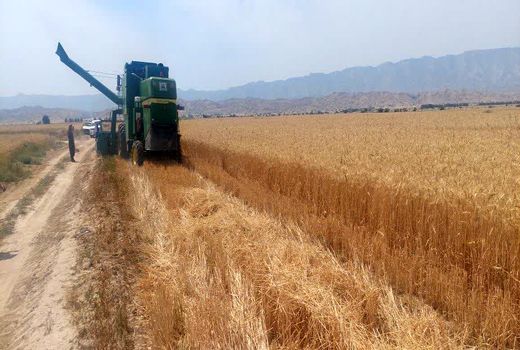 آغاز برداشت گندم از مزارع فراشبند