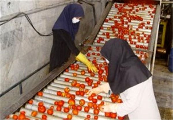 تولید رب گوجه‌فرنگی با سیستم اسپتیک