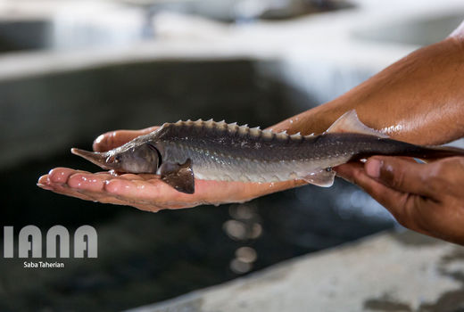 مروارید سیاه در دل کویر