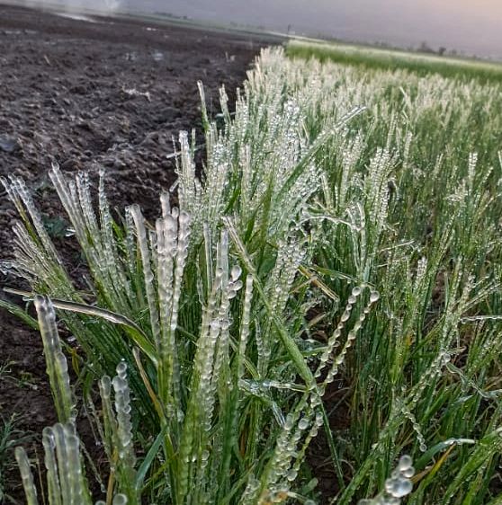 خسارت 958 میلیارد ریالی یخبندان به کشاورزی خرم بید