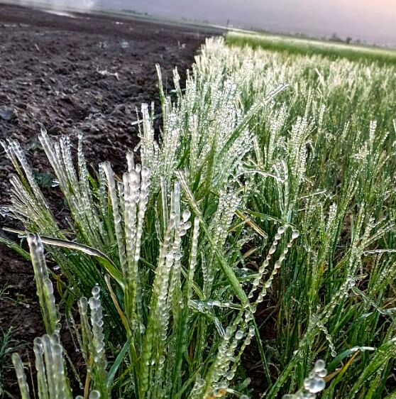 خسارت 958 میلیارد ریالی یخبندان به کشاورزی خرم بید