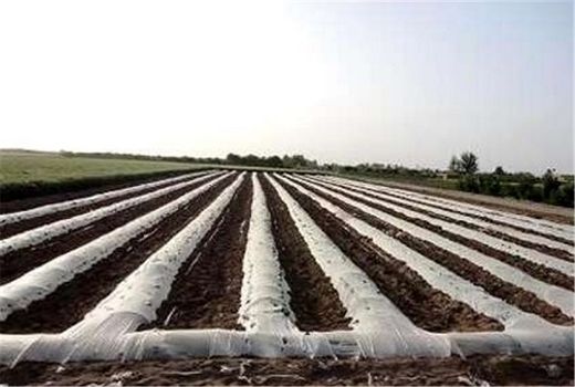 آغاز کشت محصولات جالیزی در گراش