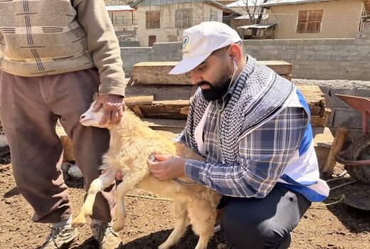 پوشش واکسیناسیون ۷۰۰ هزار رأس دام سبک در قزوین/ مقابله با طاعون نشخوارکنندگان کوچک