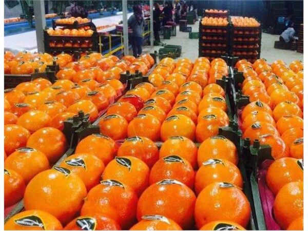 7350 تن پرتقال و کیوی از مازندران صادر شد/ صادرات ادامه دارد