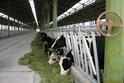 1500 نفر دامدار در فسا نهاده های دامی یارانه دار گرفتند