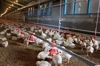 مرغداری‌های غیرمجاز استان مرکزی ساماندهی می‌شوند