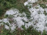 تگرگ به ۴۰۰ هکتار مزارع گوجه فرنگی بردخون بوشهر خسارت زد