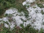تگرگ به ۴۰۰ هکتار مزارع گوجه فرنگی بردخون بوشهر خسارت زد