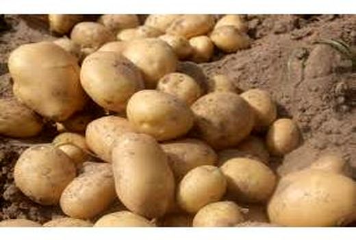 پیش‌بینی تولید 1100 تن سیب زمینی در نور