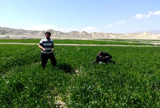 مبارزه با مرحله مادری سن غلات در خراسان شمالی در حال انجام است