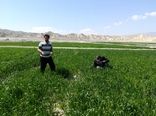 مبارزه با مرحله مادری سن غلات در خراسان شمالی در حال انجام است