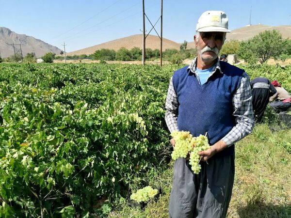 برداشت انگور از تاکستان های چهارمحال و بختیاری
