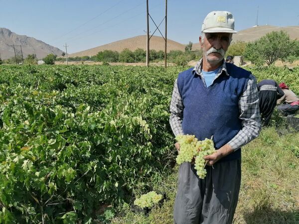 برداشت انگور از تاکستان های چهارمحال و بختیاری