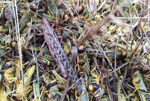 مبارزه ۱۴ هزار هکتاری با ملخ صحرایی در استان فارس