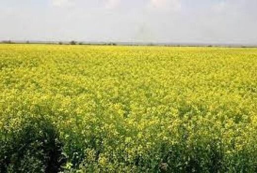 تاکنون ۱۵۰ تُن دانه روغنی کلزا در خراسان شمالی خریداری شد 