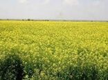 تاکنون ۱۵۰ تُن دانه روغنی کلزا در خراسان شمالی خریداری شد 