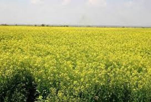 تاکنون ۱۵۰ تُن دانه روغنی کلزا در خراسان شمالی خریداری شد 