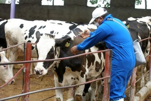 مایه‌کوبی ۶۰۰ هزار دام آذربایجان‌غربی علیه بیماری لمپی‌اسکین و بروسلوز