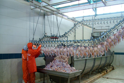 کشتارگاه صنعتی طیور زاهدان راه اندازی شد