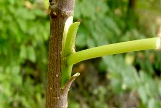 انجام عملیات پیوند سرشاخه کاری پسته در استان تهران