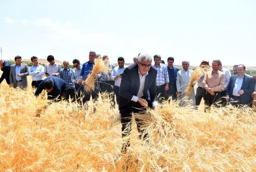 تولید ۳۰ هزار تن گندم در شهرستان مراغه