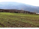بیمه 1000 هکتاری دیمزارهای گلوگاه
