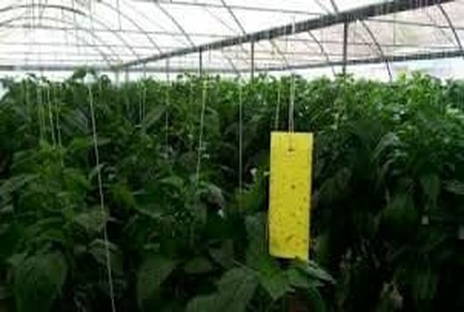 کنترل بیولوژیک آفات در تولید محصولات گلخانه‌ای در یزد