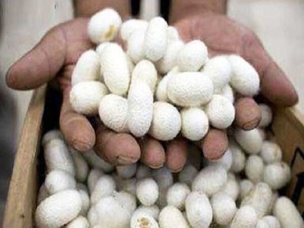 توسعه صنایع تبدیلی حلقه مفقوده نوغانداری