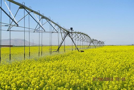 بررسی 243 پروژه در قالب طرح‌های اعتبارات استانی و جبران خسارات سیل در بخش کشاورزی در استان مرکزی 