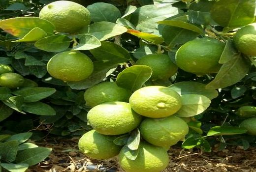 تولید 25000 تن لیموترش در جویم
