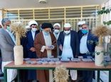 تولید ٢٠ هزار اصله نهال موز در ایستگاه تحقیقات کشاورزی بلوچستان