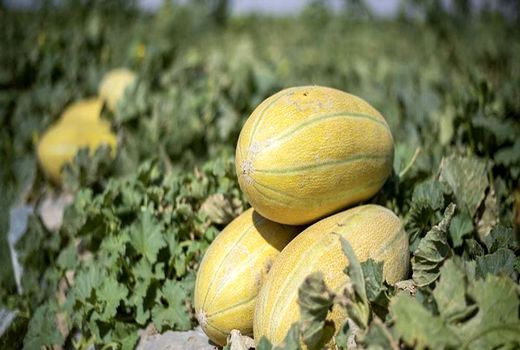 کاهش 50 درصدی مصرف آب در کشت خربزه