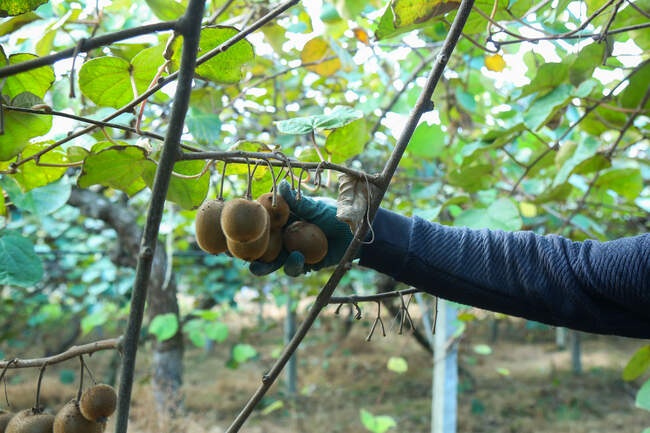  میوه ای شگفت انگیز به نام کیوی 