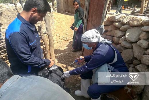 اجرای طرح واکسیناسیون جهادی رایگان دام سبک در صیدون