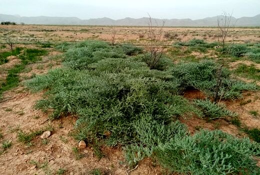پیش بینی تولید 110 تن صمغ آنغوزه در نی ریز