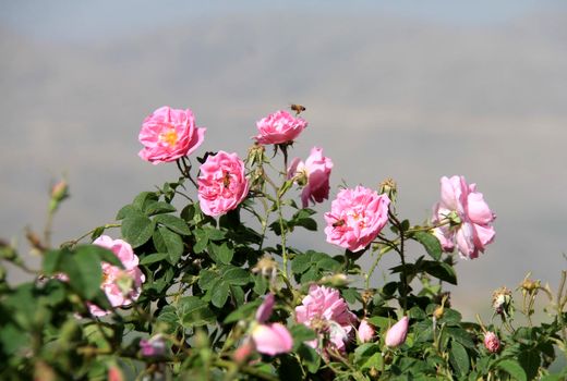 برداشت گل محمدی از گلستان های شهرستان بن آغاز شد