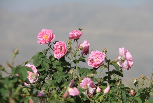 برداشت گل محمدی از گلستان های شهرستان بن آغاز شد