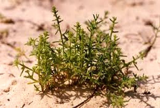     آموزش کشت گیاهان شورپسند در خرمشهر