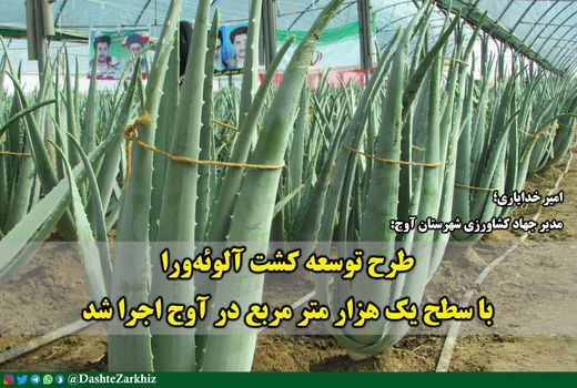 طرح توسعه کشت آلوئه‌ورا با سطح یک هزار متر مربع در آوج اجرا شد