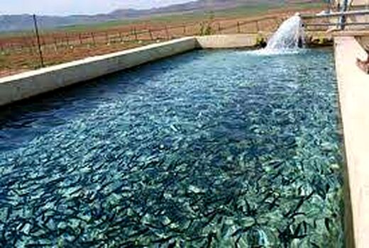 خسارت ۷۰ میلیارد ریالی کرونا به شیلات فارس