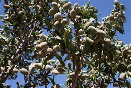 آغاز برداشت بادام در خراسان جنوبی