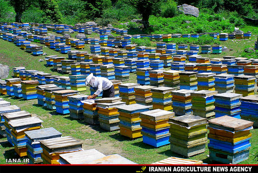 تخصیص ۲۰ هزار تن شکر به زنبورداران کشور